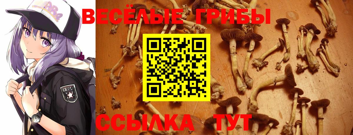 Богородск  Галлюциногенные грибы Psilocybe  купить наркоту  Галлюциногенные грибы GOLDEN TEACHER  Вход с VPN 